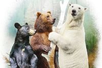 Les ours du Canada au Musée de la nature et des sciences de Sherbrooke